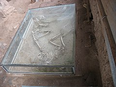 Uno de los esqueletos que se encontraron en Shadiyaj, Nishapur. Se lo mantiene en su emplazamiento original protegido por una caja de cristal.
