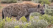 Spotted hyena