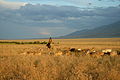 Grasland-Steppe mit Schafherde und Schäfer, Kasachstan, Juni 2011