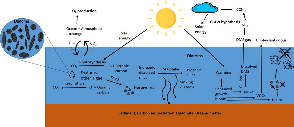 CNN = cloud condensation nuclei, DMS = dimethylsulphide, DMSP = dimethylsulfoniopropionate, VOCs = volatile organic compounds, dashed arrow: negative effect, solid arrow: positive effects