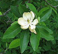 Sweetbay Magnolia Magnolia virginiana Flower Closeup 2242px.jpg