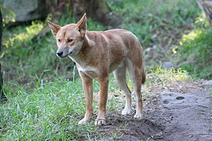 Dingo (Canis lupus dingo)