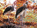 Jungtiere im Tierpark Cottbus