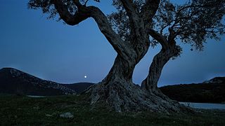 Tree & Moon.jpg