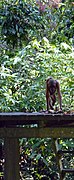 Young orang utan (10498431514).jpg