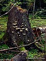 Image 12Fungus Climacocystis borealis on a tree stump in the Białowieża Forest, one of the last largely intact primeval forests in Central Europe (from Old-growth forest)