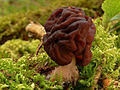 Gyromitra esculenta (Pezizomycetes)