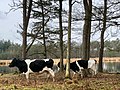 Lunsveen (boswachterij Gieten-Borger)