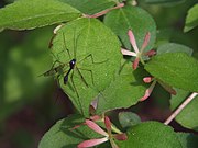 5個の同じ長さの萼片（2012年5月13日）