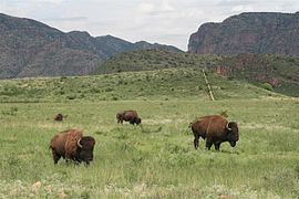 Búfalo (bisonte americano)