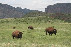 Janos Biosphere Reserve Semi-arid climate (BSk)