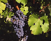 Grappe de cabernet sauvignon