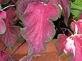 Caladium bicolor 'Florida Red Ruffles'