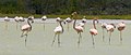Caribbean Flamingos, in Lago de Oviedo, Jaragua National Park, Dominican Republic.