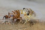 Thumbnail for File:Cicadidae with exuvia, immediately after moulting, in Laos, front view.jpg