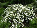 Plants of Cistus salviifolius