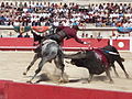 Bullfighting