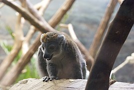 Crowned lemur 4325.jpg