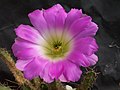 Echinocereus pentalophus ssp. procumbens