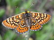 Euphydryas aurinia