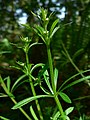 Galium aparine