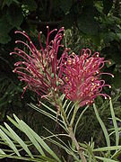 Grevillea banksii