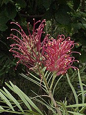 <center>Grevillea banksii</center>