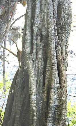 Haematoxylum brasiletto