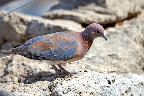 -Laughing dove (spilopelia senegalensis) at Okaukuejo waterhole in Etosha National Park Namibia