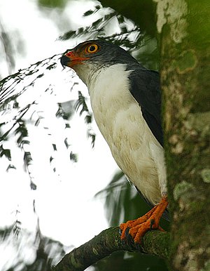 Duonplumba buteo