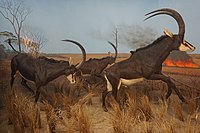 The Wooded Savanna: Sable diorama at the Milwaukee Public Museum