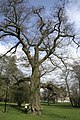 Quercus Rubra in Monceau-Sur-Sambre (Belgium).