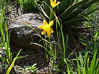 Moraea comptonii