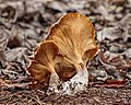 (Clitocybe nebularis).