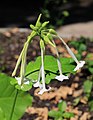 Nicotiana sylvestris.