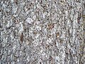‎Norway Spruce (Picea abies) bark