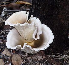 Jamur keputihan berbentuk kipas atau corong yang tumbuh di pangkal pohon.