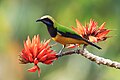 "Orange-bellied_leafbird.jpg" by User:Shiv's fotografia