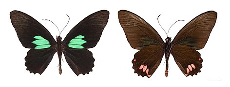 Museum specimen ♂ Both sides