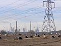 Pigs and a pylon, Fawley Looking north from Badminston Lane