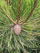 Pinus taiwanensis, Yakou, Taitung, Taiwan 02.jpg