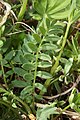 Polemonium pulcherrimum