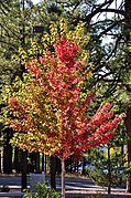 Red and green Maple Tree (3972416112).jpg