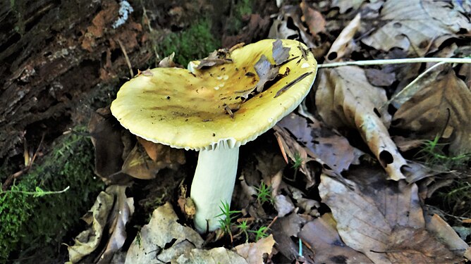 Russula ochroleuca in Vanoise National Park