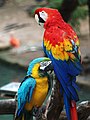 Scarlet Macaw and Blue-and-yellow Macaw