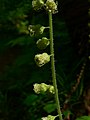 Tellima grandiflora