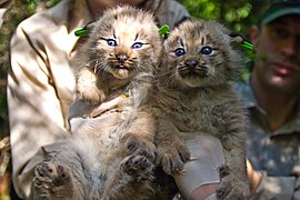 Dúas crías de lince do Canadá