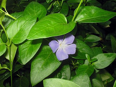 eta vinko (Vinca minor)