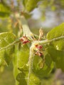 Female flowers