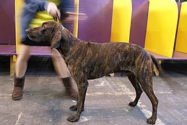 2014 Westminster Kennel Club Dog Show (12452166934).jpg